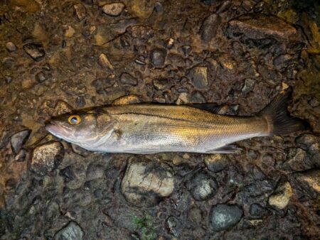 久しぶりのアジ